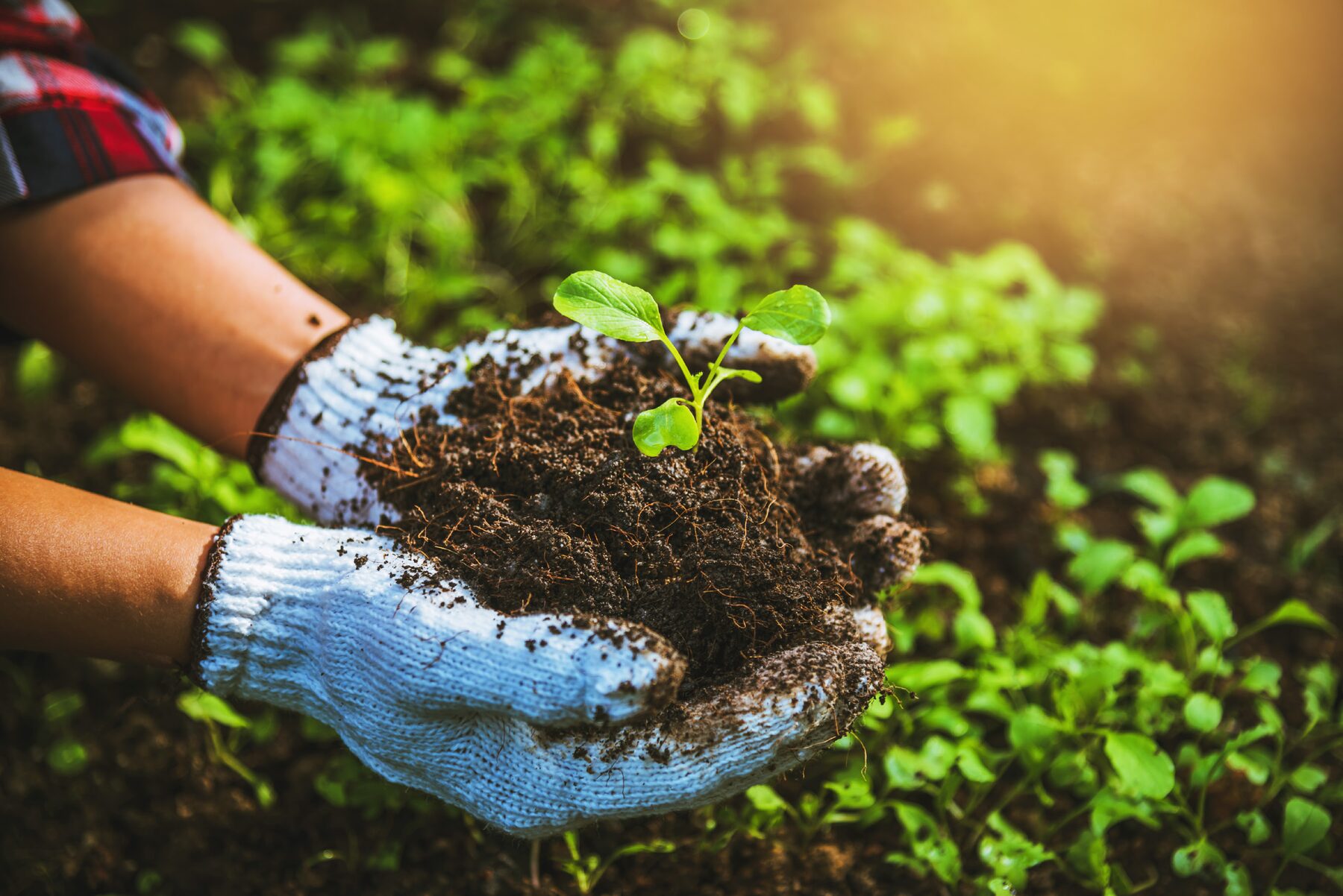 Sudanese farmer holding rich soil and young seedlings